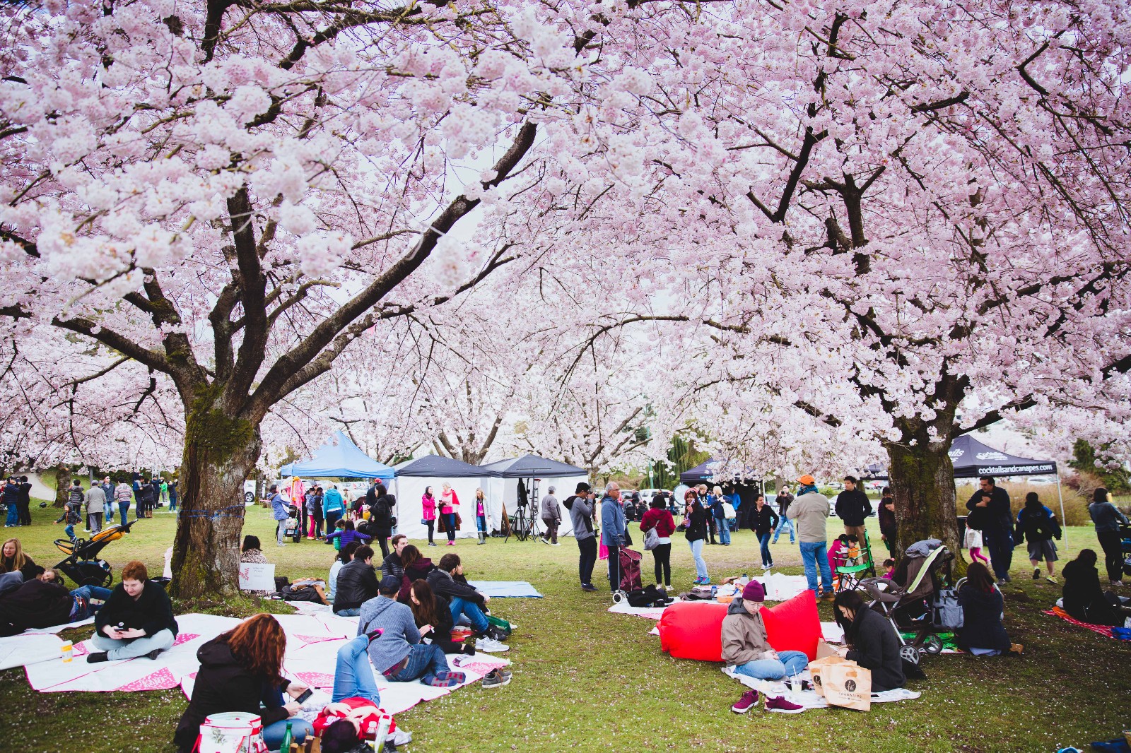 沪上早樱已盛开 本月“上海樱花节”将举办_上海频道_央视网