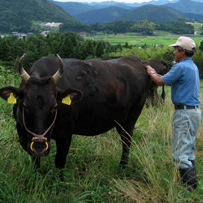 日本神户牛肉被曝"造假",你吃到的是正品吗?