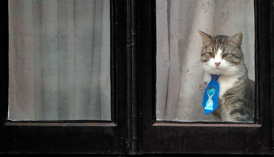 阿桑奇的猫和它时髦的打扮:从传奇黑客到吸猫网红