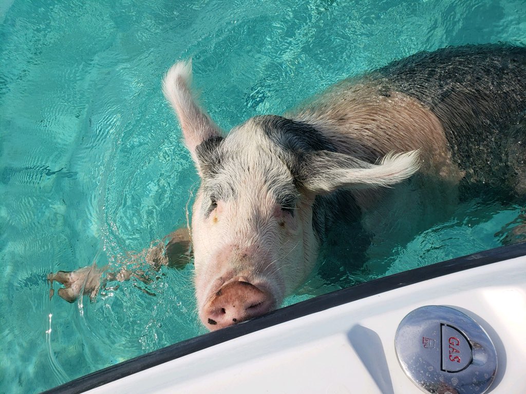 "游泳猪"捧红海岛,为何却招来杀身之祸?
