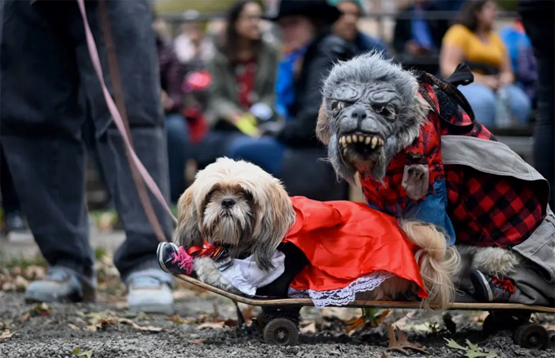 图集:万圣节预热,纽约狗狗上演创意变装秀