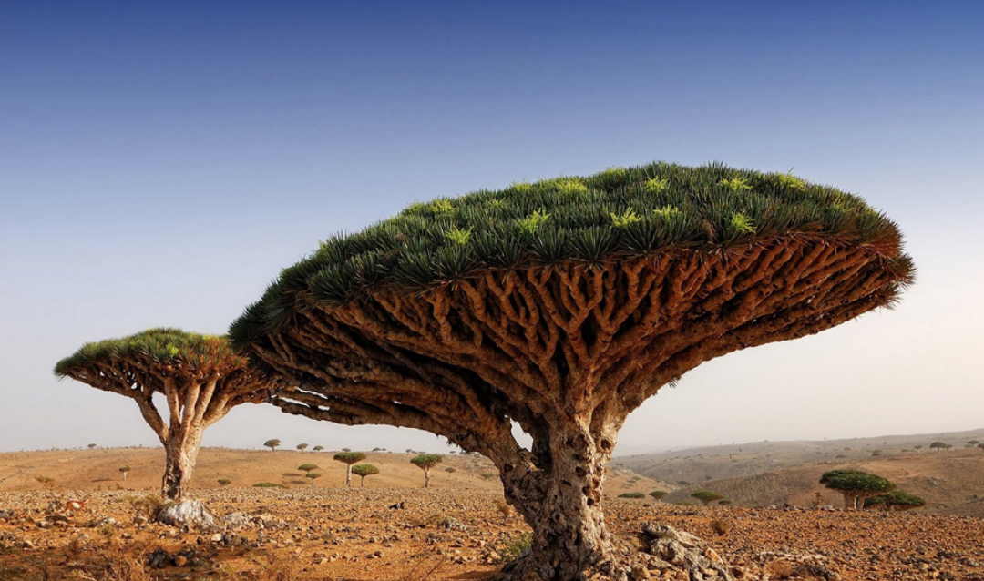 世界上最珍贵的树木图片