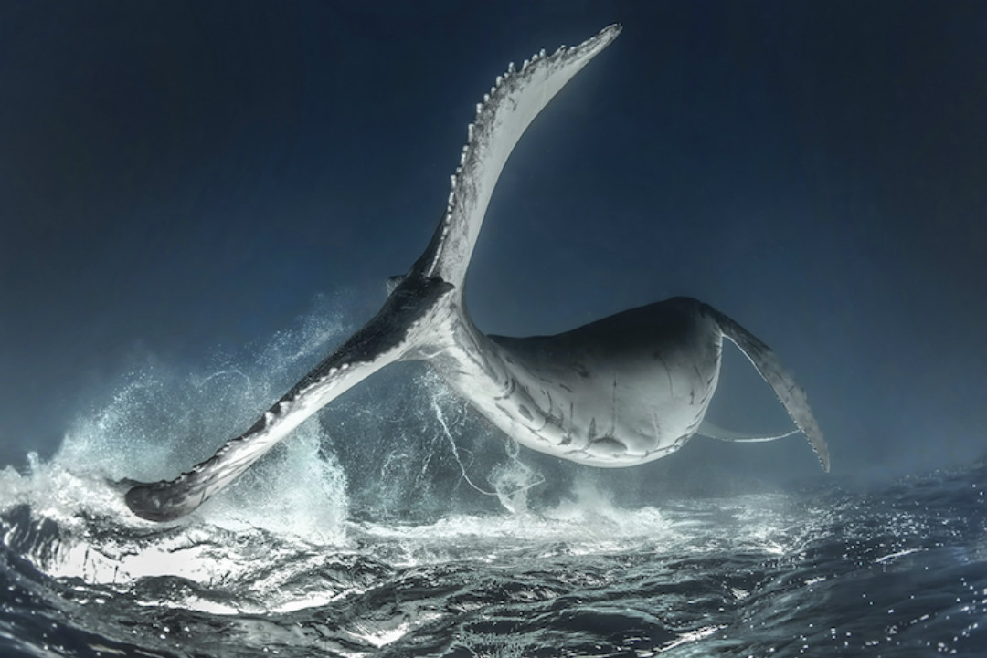 图集scubadiving2018年度水下摄影大赛揭晓