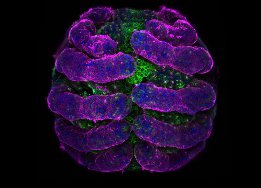 2018尼康微观摄影大赛揭晓,感受奇妙小世界