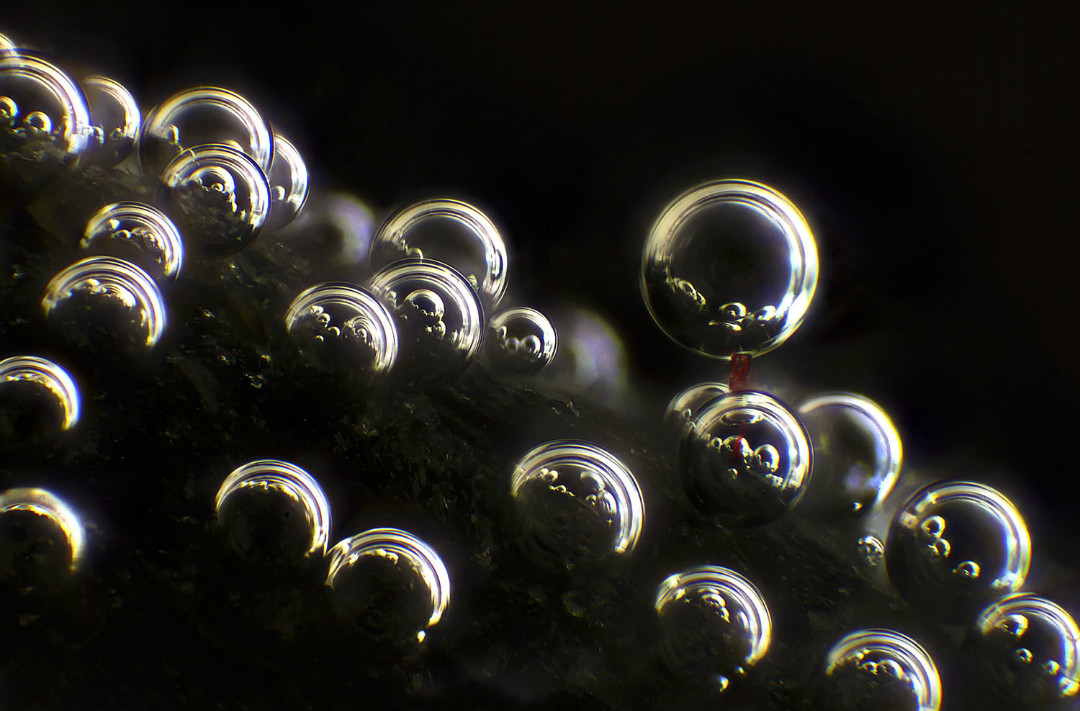 2018尼康微观摄影大赛揭晓,感受奇妙小世界