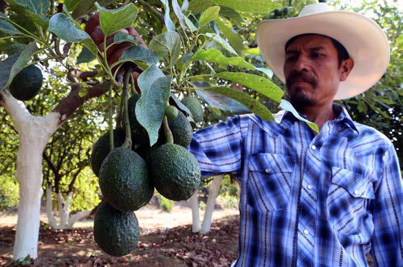 只是这种水果当时的名字——鳄梨,"alligator pear"并不讨好